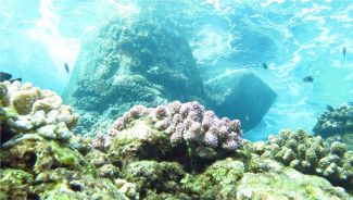 La biodiversité favorise les espèces locales La biodiversité favorise les espèces locales