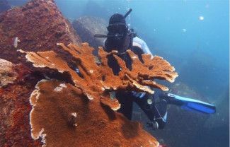 La biodiversité favorise les espèces locales La biodiversité favorise les espèces locales