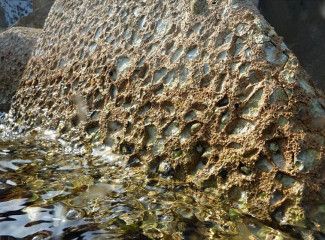 La rugosité des blocs favorise la bio diversité La rugosité des blocs favorise la bio diversité